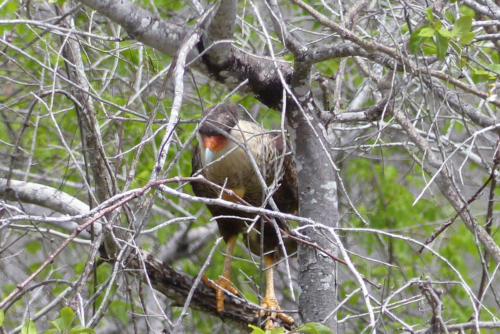 201807 Curacao 0444