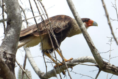 201807 Curacao 0446