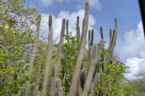 201807 Curacao 0450