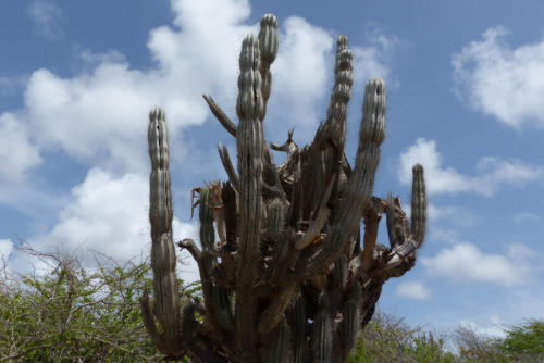 201807 Curacao 0452
