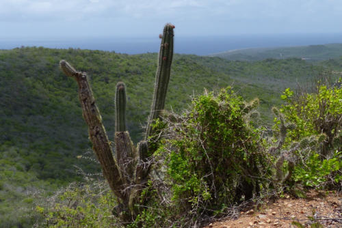 201807 Curacao 0475