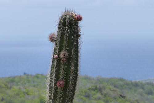 201807 Curacao 0476