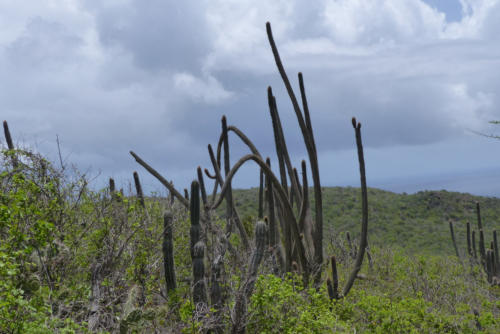 201807 Curacao 0481