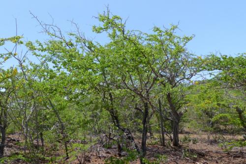 201807 Curacao 0494