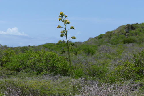 201807 Curacao 0495