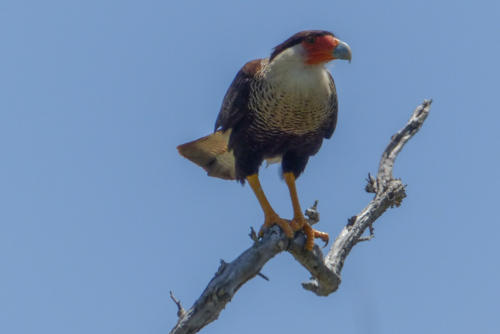 201807 Curacao 0498