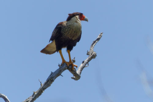 201807 Curacao 0499