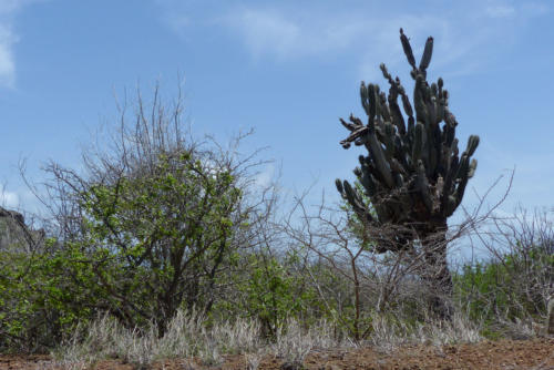 201807 Curacao 0500