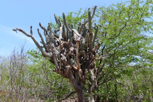 201807 Curacao 0503