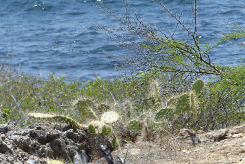 201807 Curacao 0509