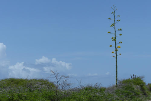 201807 Curacao 0516