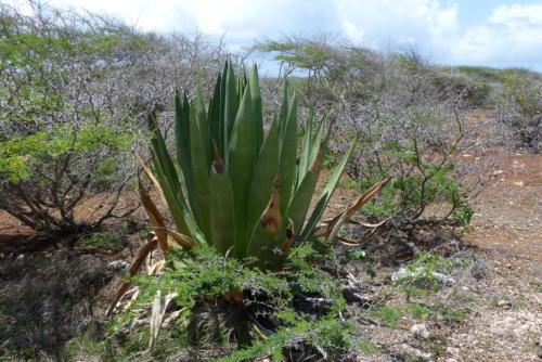 201807 Curacao 0517