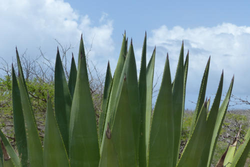 201807 Curacao 0518