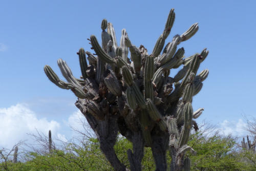 201807 Curacao 0519