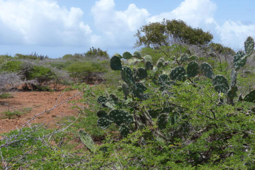 201807 Curacao 0520