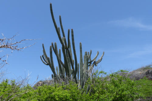 201807 Curacao 0521