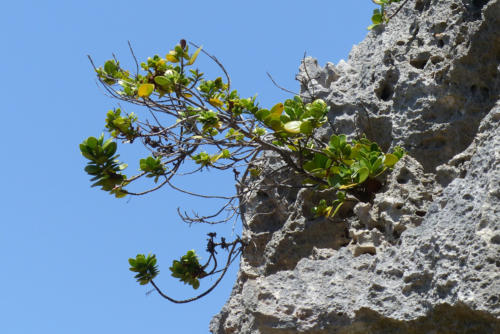 201807 Curacao 0526