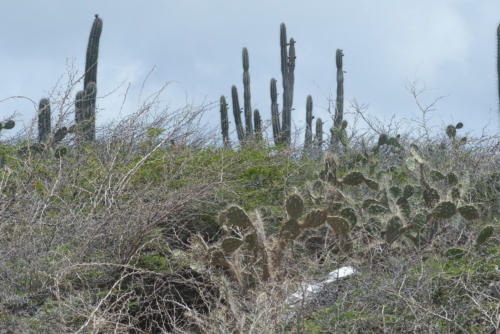 201807 Curacao 0655