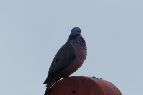 201807 Curacao 0768
