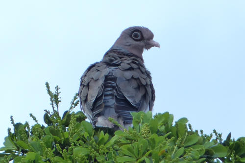 201807 Curacao 0769