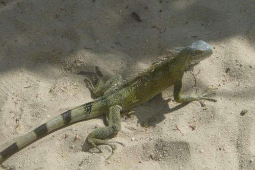 201807 Curacao 0787