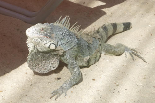 201807 Curacao 0788