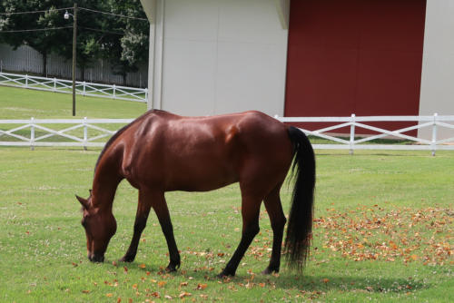 20190604 GracelandMansion 0058