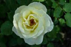 20200613 CastleArcen FLYC 0233