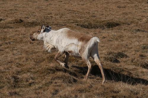 20230501 IcelandRingRoad Day03 0022