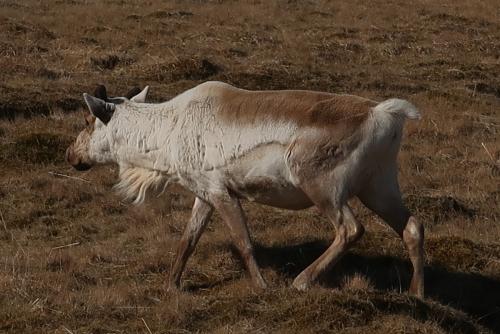 20230501 IcelandRingRoad Day03 0023