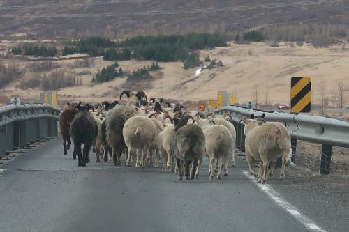20230501 IcelandRingRoad Day03 0090