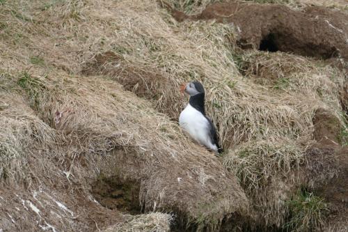 20230502 HafnarholmiPuffins 0029