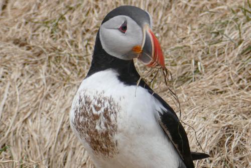 20230502 HafnarholmiPuffins 0036