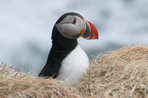 20230502 HafnarholmiPuffins 0052