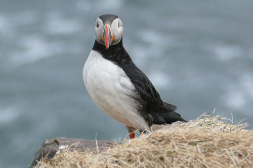 20230502 HafnarholmiPuffins 0057