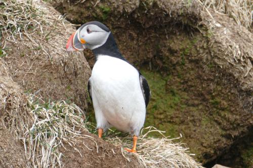 20230502 HafnarholmiPuffins 0065