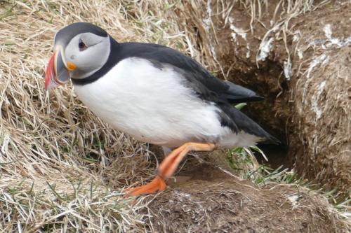 20230502 HafnarholmiPuffins 0076
