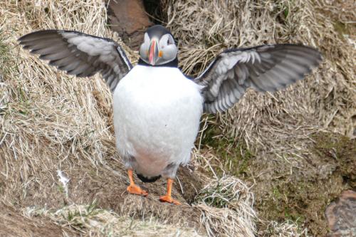 20230502 HafnarholmiPuffins 0081