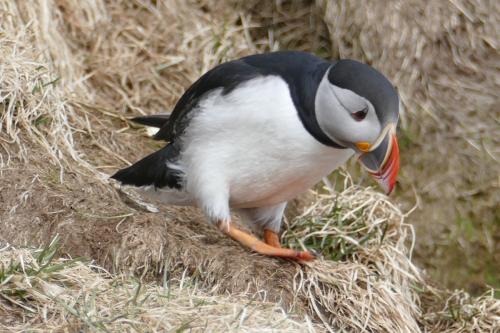 20230502 HafnarholmiPuffins 0086