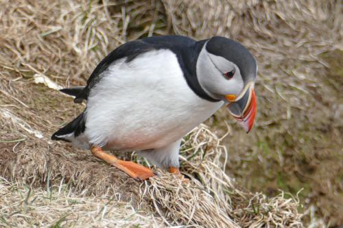 20230502 HafnarholmiPuffins 0087