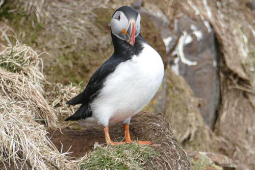20230502 HafnarholmiPuffins 0093