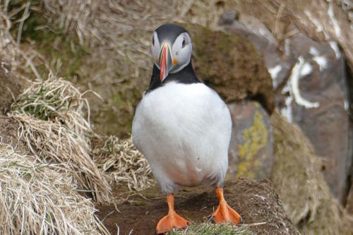 20230502 HafnarholmiPuffins 0097