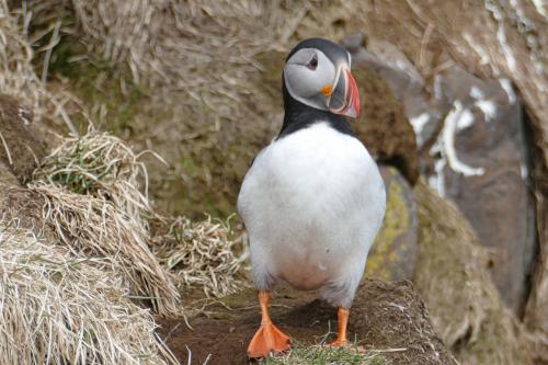 20230502 HafnarholmiPuffins 0098