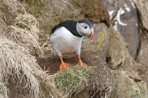 20230502 HafnarholmiPuffins 0099