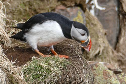 20230502 HafnarholmiPuffins 0100