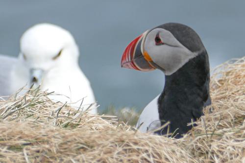 20230502 HafnarholmiPuffins 0104