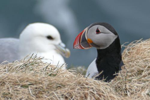 20230502 HafnarholmiPuffins 0105