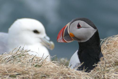 20230502 HafnarholmiPuffins 0106