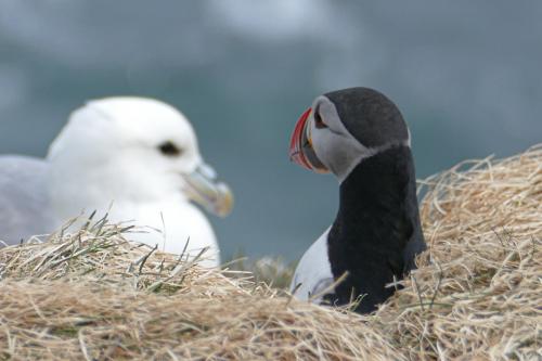 20230502 HafnarholmiPuffins 0107