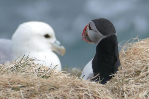 20230502 HafnarholmiPuffins 0108